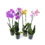 Muda Orquídea Phalaenopsis P12 Cores Variadas (Unidade)