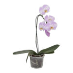 Muda Orquídea Phalaenopsis Cascata P15 (Cores Variadas)