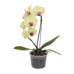 Muda Orquídea Phalaenopsis Cascata P15 (Cores Variadas)