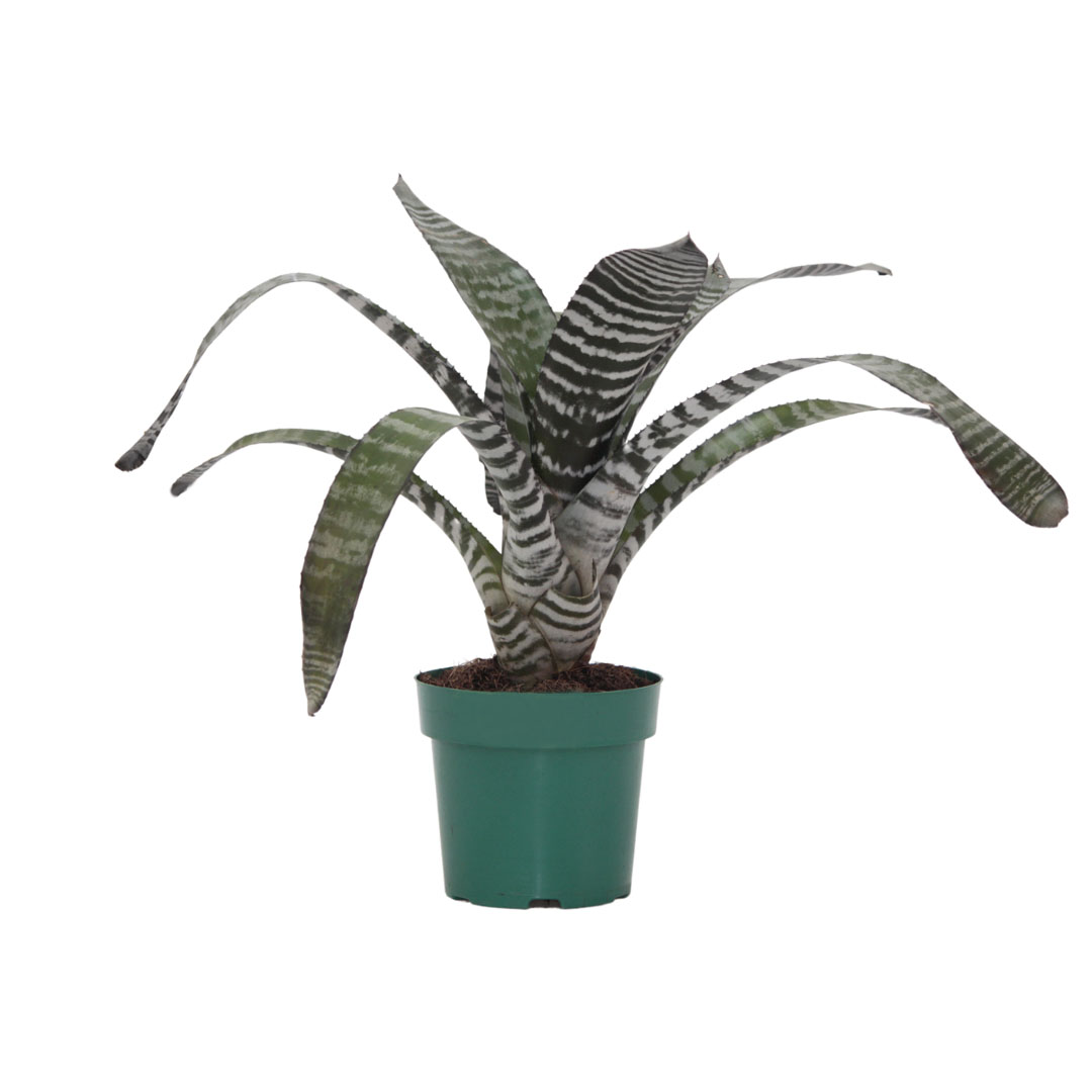 Muda Aechmea Chantini Pote 17