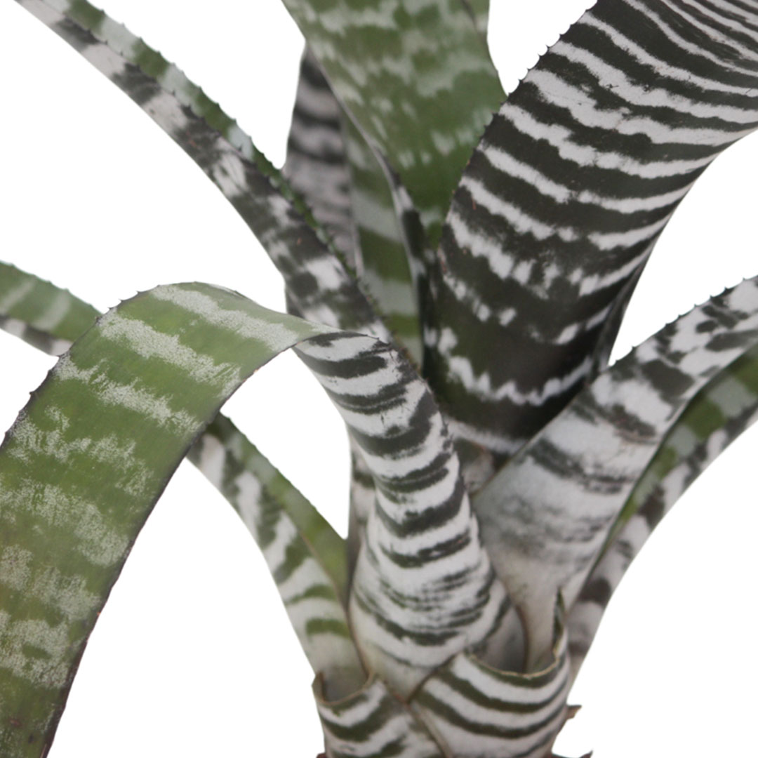 Muda Aechmea Chantini Pote 17