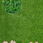 Sementes de Grama (Folha Fina) Carpete 250g Isla
