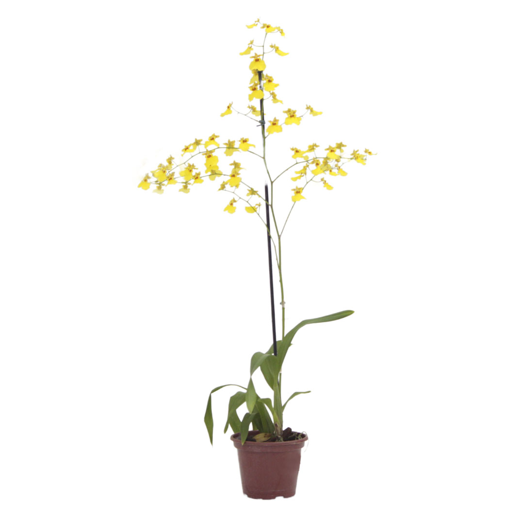 Muda Orquídea Chuva de Ouro
