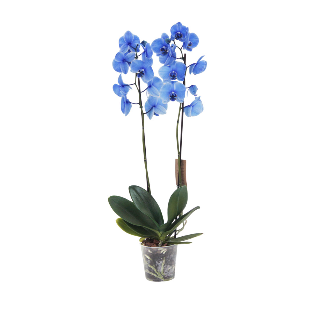 Muda Orquídea Phalaenopsis Azul P12