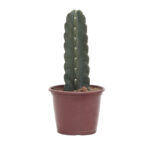 Muda Cactus Mandacaru sem Espinhos P20