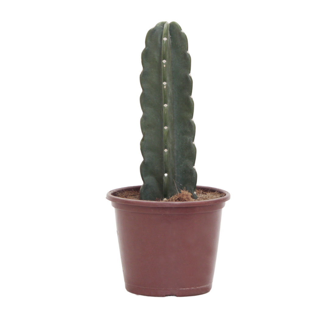 Muda Cactus Mandacaru sem Espinhos P20